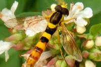 Sphaerophoria scripta