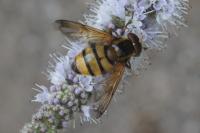 Volucella inanis