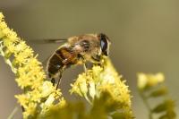 Eristalis tenax