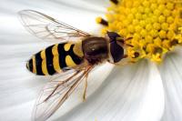 Eupeodes corollae