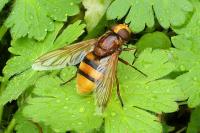 Volucella zonaria