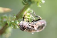 Eristalinus aeneus