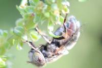 Eristalinus aeneus