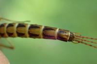 Ephemera vulgata