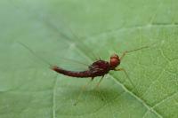 Serratella ignita