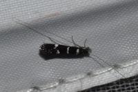 Leptocerus interruptus