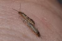 Agraylea