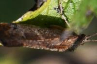Glyphotaelius
