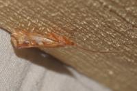 Limnephilus lunatus