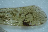 Limnephilus affinis