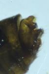 Limnephilus affinis