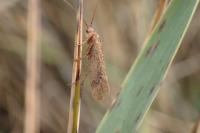 Limnephilus affinis