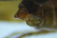 Limnephilus auricula