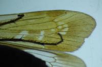 Limnephilus auricula