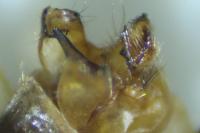 Limnephilus flavicornis