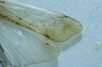 Limnephilus flavicornis