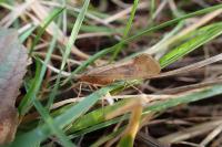 Limnephilus flavicornis