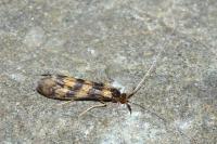 Mystacides longicornis