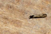 Mystacides longicornis