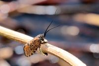 Oligostomis reticulata