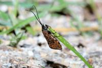 Oligostomis reticulata