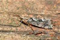 Agrypnia varia