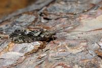 Agrypnia varia
