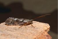 Agrypnia varia