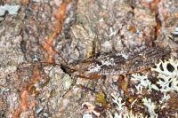 Agrypnia varia