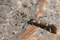 Athripsodes albifrons