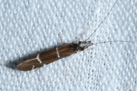 Athripsodes albifrons