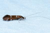 Athripsodes albifrons