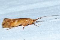 Limnephilus lunatus