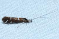 Athripsodes albifrons