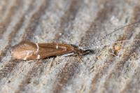 Athripsodes albifrons