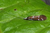 Athripsodes albifrons