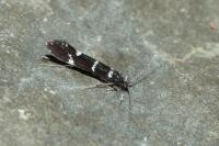 Leptocerus interruptus