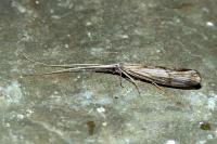 Odontocerum albicorne