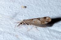 Odontocerum albicorne