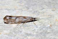 Odontocerum albicorne