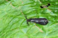 Mystacides azureus