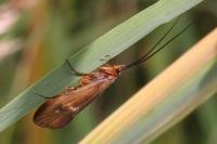 Anabolia nervosa