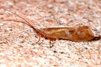 Limnephilus lunatus