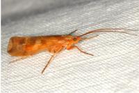 Limnephilus lunatus