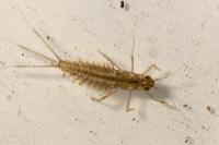 Cloeon dipterum