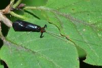 Mystacides azureus