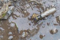 Perlodes microcephalus