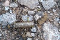 Perlodes microcephalus