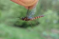 Epeorus assimilis