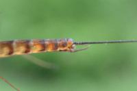 Epeorus assimilis